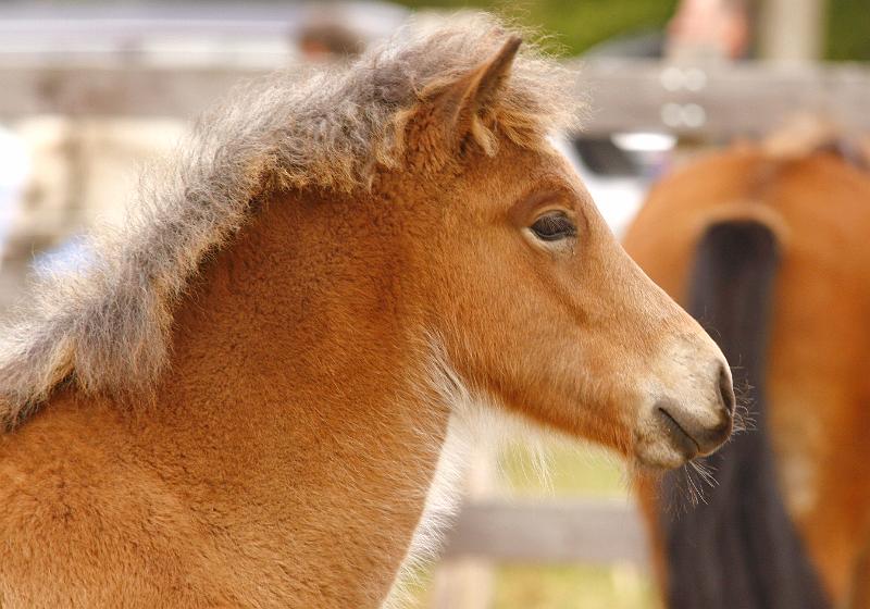 Gina von Heidmoor c.jpg